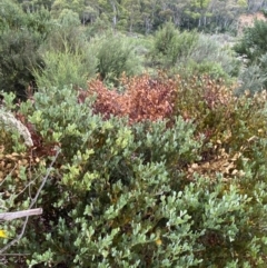 Acacia alpina at Wilsons Valley, NSW - 21 Jan 2023