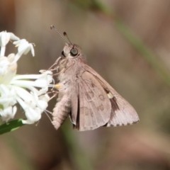 Trapezites phigalioides at Moruya, NSW - 3 Feb 2023 by LisaH