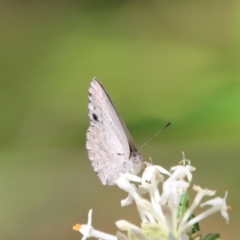 Erina hyacinthina (Varied Dusky-blue) at Moruya, NSW - 3 Feb 2023 by LisaH