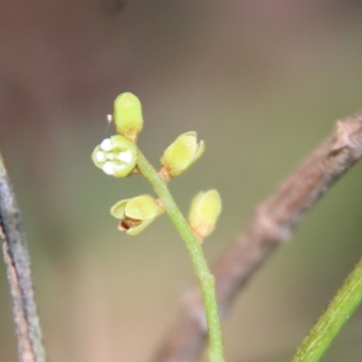 Cassytha sp. (Dodder) at Moruya, NSW - 3 Feb 2023 by LisaH