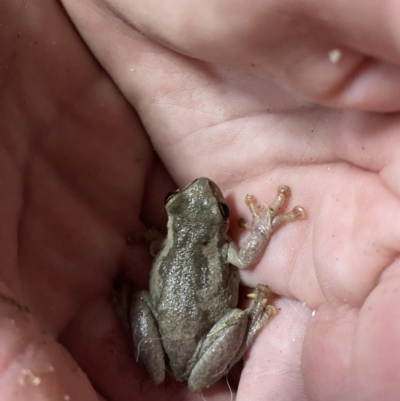 Litoria quiritatus (Screaming Tree Frog) at Culburra Beach, NSW - 24 Jan 2023 by Tapirlord