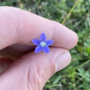 Wahlenbergia multicaulis at Tarago, NSW - 24 Jan 2023