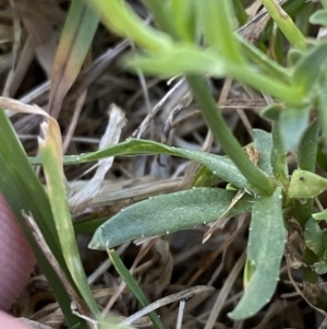 Wahlenbergia multicaulis at Tarago, NSW - 24 Jan 2023