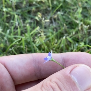 Wahlenbergia multicaulis at Tarago, NSW - 24 Jan 2023