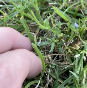 Wahlenbergia multicaulis at Tarago, NSW - 24 Jan 2023