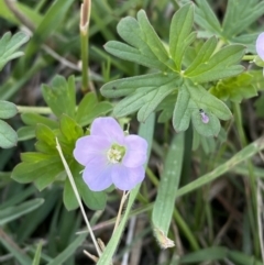 Geranium sp. Pleated sepals (D.E.Albrecht 4707) Vic. Herbarium at Tarago, NSW - 24 Jan 2023