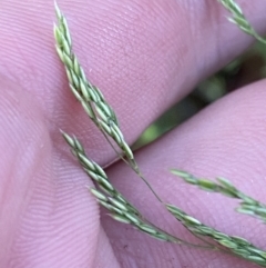 Agrostis sp. (Bentgrass) at Wilsons Valley, NSW - 22 Jan 2023 by Tapirlord