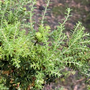 Acrothamnus montanus at Wilsons Valley, NSW - 23 Jan 2023