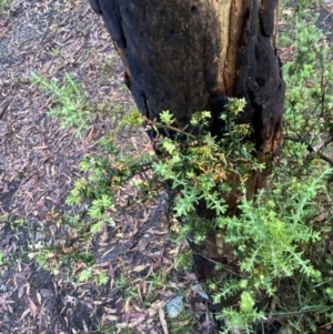 Acrothamnus montanus at Wilsons Valley, NSW - 23 Jan 2023