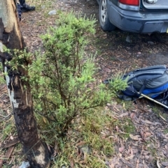 Acrothamnus montanus at Wilsons Valley, NSW - 23 Jan 2023