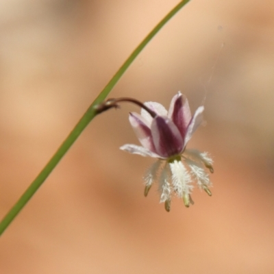 Arthropodium sp. South-east Highlands (N.G.Walsh 811) Vic. Herbarium at Moruya, NSW - 3 Feb 2023 by LisaH