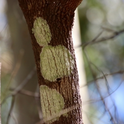 Unidentified Fungus by LisaH