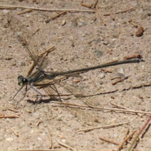 Austroargiolestes icteromelas at Paddys River, ACT - 2 Feb 2023