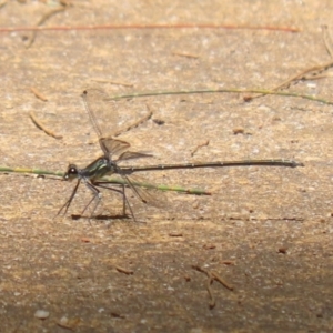 Austroargiolestes icteromelas at Paddys River, ACT - 2 Feb 2023