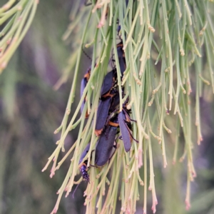 Chauliognathus lugubris at Paddys River, ACT - 3 Feb 2023