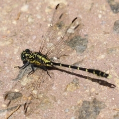 Hemigomphus sp. (genus) at Coree, ACT - 2 Feb 2023