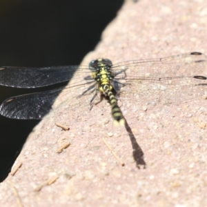 Hemigomphus sp. (genus) at Coree, ACT - 2 Feb 2023