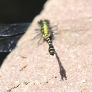 Hemigomphus sp. (genus) at Coree, ACT - 2 Feb 2023