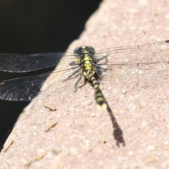 Hemigomphus sp. (genus) at Coree, ACT - 2 Feb 2023