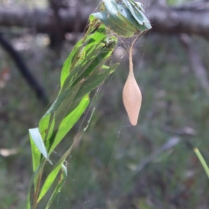 Ordgarius magnificus at Moruya, NSW - suppressed