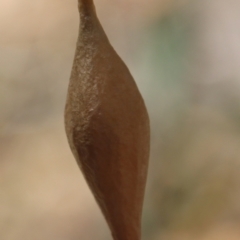 Ordgarius magnificus at Moruya, NSW - suppressed