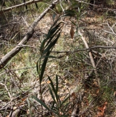 Ordgarius magnificus at Moruya, NSW - suppressed