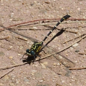 Hemigomphus heteroclytus at Paddys River, ACT - 2 Feb 2023