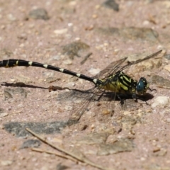 Hemigomphus heteroclytus at Paddys River, ACT - 2 Feb 2023