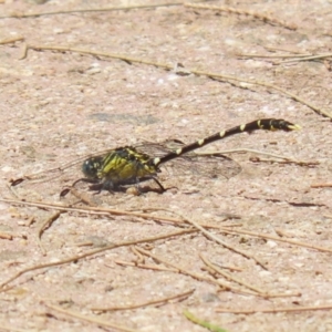 Hemigomphus heteroclytus at Paddys River, ACT - 2 Feb 2023