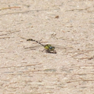 Hemigomphus heteroclytus at Paddys River, ACT - 2 Feb 2023