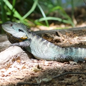 Intellagama lesueurii howittii at Paddys River, ACT - 2 Feb 2023