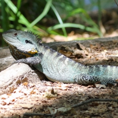 Intellagama lesueurii howittii (Gippsland Water Dragon) at Paddys River, ACT - 2 Feb 2023 by RodDeb