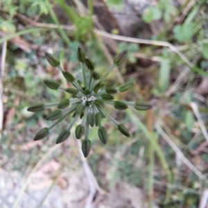 Oreomyrrhis eriopoda at Paddys River, ACT - 3 Feb 2023