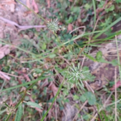 Oreomyrrhis eriopoda at Paddys River, ACT - 3 Feb 2023 02:20 PM