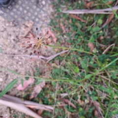 Oreomyrrhis eriopoda at Paddys River, ACT - 3 Feb 2023 02:20 PM