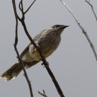 Anthochaera carunculata (Red Wattlebird) - 3 Feb 2023 by RodDeb