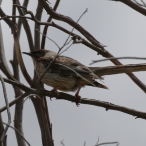 Anthochaera carunculata at Undefined Area - 3 Feb 2023