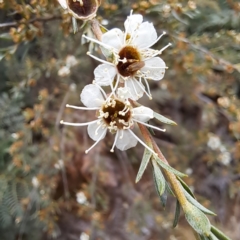 Kunzea ericoides (Burgan) at Paddys River, ACT - 3 Feb 2023 by abread111