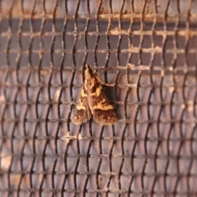 Scoparia spelaea at Moruya, NSW - 2 Feb 2023 by LisaH