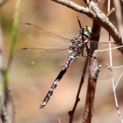 Adversaeschna brevistyla (Blue-spotted Hawker) at Moruya, NSW - 3 Feb 2023 by LisaH