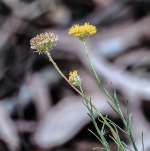 Rutidosis leptorhynchoides at Higgins, ACT - 28 Jan 2023