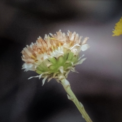 Rutidosis leptorhynchoides at Higgins, ACT - 28 Jan 2023