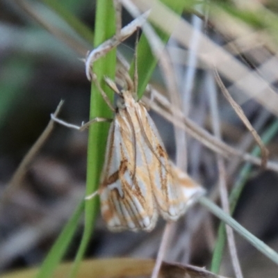 Hednota pleniferellus (A Grass moth (Crambinae) at Moruya, NSW - 3 Feb 2023 by LisaH