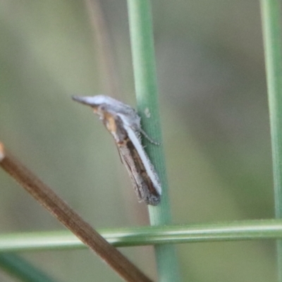 Etiella behrii at Moruya, NSW - 3 Feb 2023 by LisaH