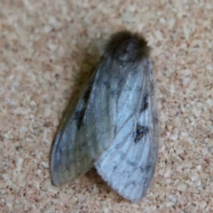 Leptocneria reducta (White cedar moth) at Moruya, NSW - 3 Feb 2023 by LisaH