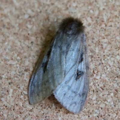 Leptocneria reducta (White Cedar Moth) at Moruya, NSW - 3 Feb 2023 by LisaH