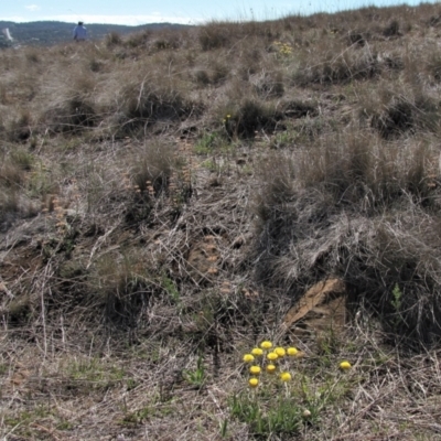 Rutidosis leiolepis (Monaro Golden Daisy) at Cooma Grasslands Reserves - 21 Nov 2018 by AndyRoo