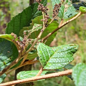 Pomaderris aspera at Paddys River, ACT - 3 Feb 2023