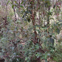 Pomaderris aspera at Paddys River, ACT - 3 Feb 2023