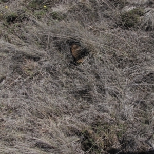 Rutidosis leiolepis at Cooma, NSW - 21 Nov 2018